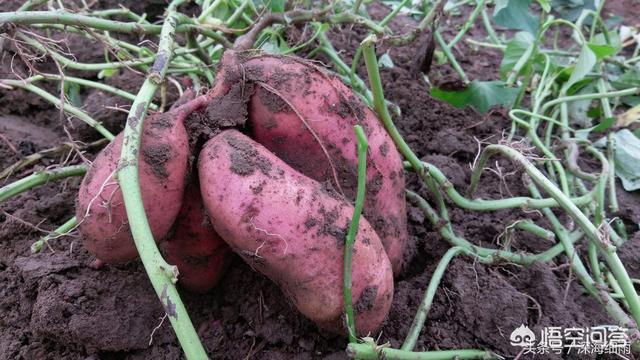 红薯发生旺长现象<strong></p>
<p>共旺</strong>，使用哪个措施效果最好？