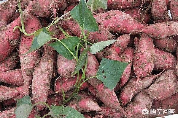 红薯发生旺长现象<strong></p>
<p>共旺</strong>，使用哪个措施效果最好？