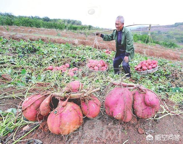 红薯发生旺长现象<strong></p>
<p>共旺</strong>，使用哪个措施效果最好？