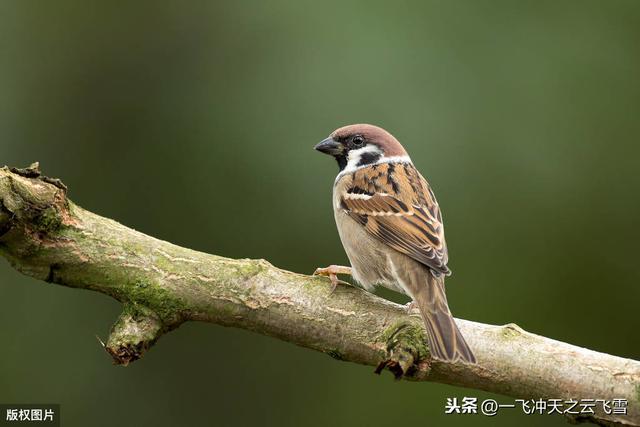 如何理解“燕雀安知鸿鹄之志”？