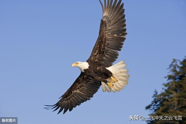 如何理解“燕雀安知鸿鹄之志”<strong></p>
<p>陈鸿鹄</strong>？