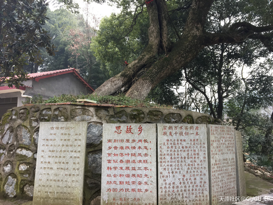 2019岳阳凤形山云溪杨一鹏故里祭古-----谷新光
