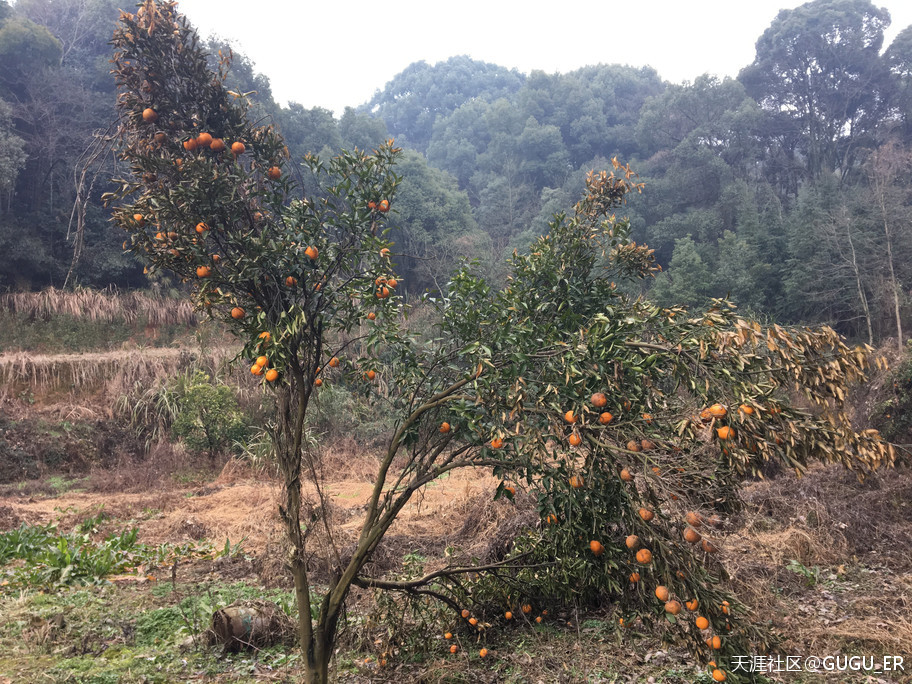 2019岳阳凤形山云溪杨一鹏故里祭古-----谷新光