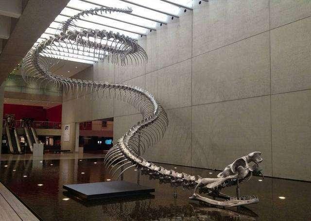 如果蟒蛇有毒，是不是就没有天敌了？