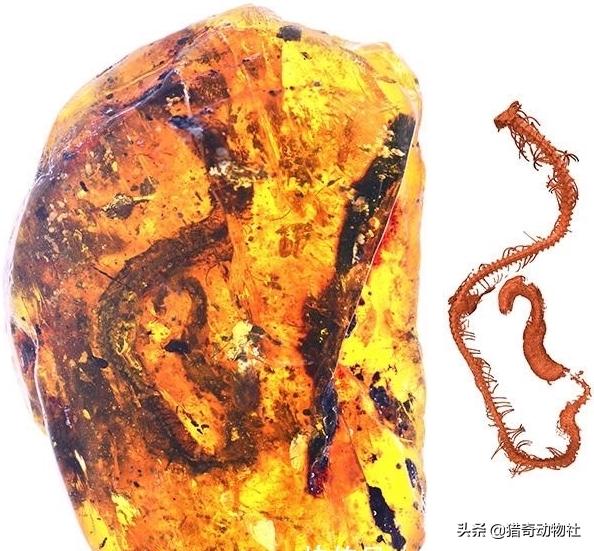 如果蟒蛇有毒<strong></p>
<p>柯普</strong>，是不是就没有天敌了？