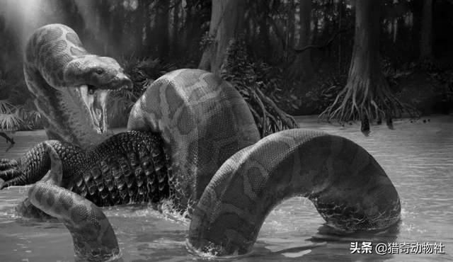 如果蟒蛇有毒<strong></p>
<p>柯普</strong>，是不是就没有天敌了？