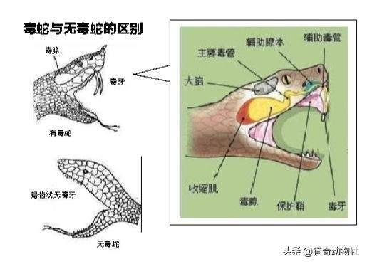 如果蟒蛇有毒<strong></p>
<p>柯普</strong>，是不是就没有天敌了？