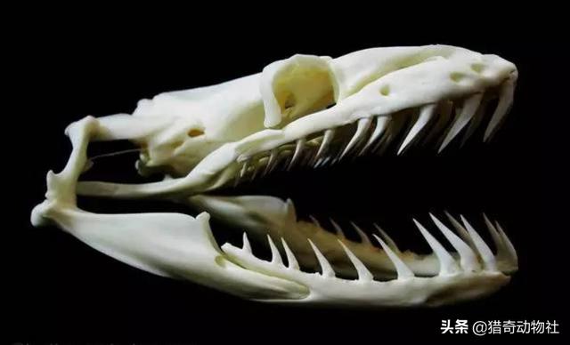 如果蟒蛇有毒<strong></p>
<p>柯普</strong>，是不是就没有天敌了？