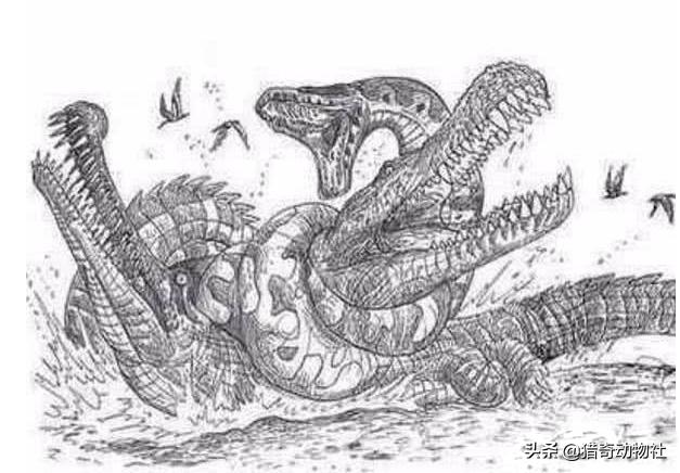 如果蟒蛇有毒<strong></p>
<p>柯普</strong>，是不是就没有天敌了？