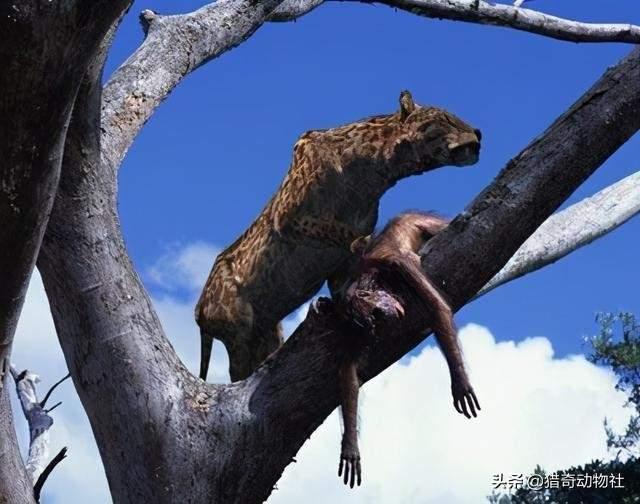 人变成多大体型能轻易驯服像狮子老虎熊狼这样的野兽<strong></p>
<p>柯普</strong>？