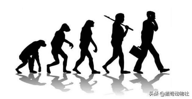 人变成多大体型能轻易驯服像狮子老虎熊狼这样的野兽<strong></p>
<p>柯普</strong>？