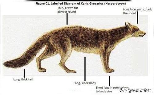 对比远古时期<strong></p>
<p>柯普</strong>，为什么现在动物的体型越来越小了？
