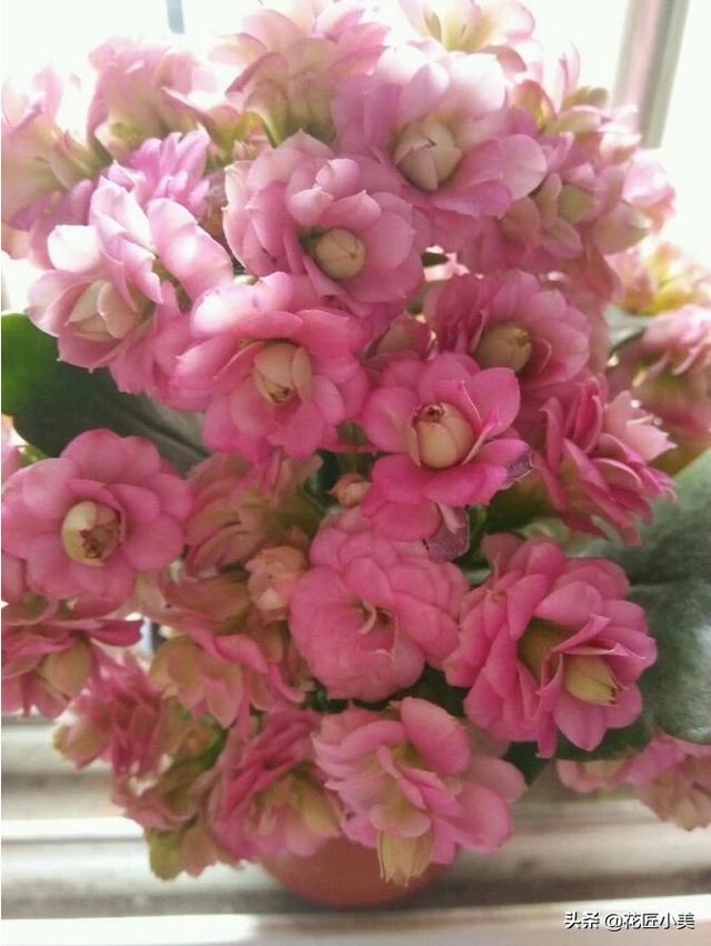 巴黎长寿花能养成老桩吗<strong></p>
<p>伊之恋</strong>？