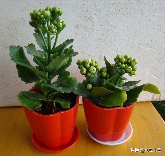 巴黎长寿花能养成老桩吗<strong></p>
<p>伊之恋</strong>？