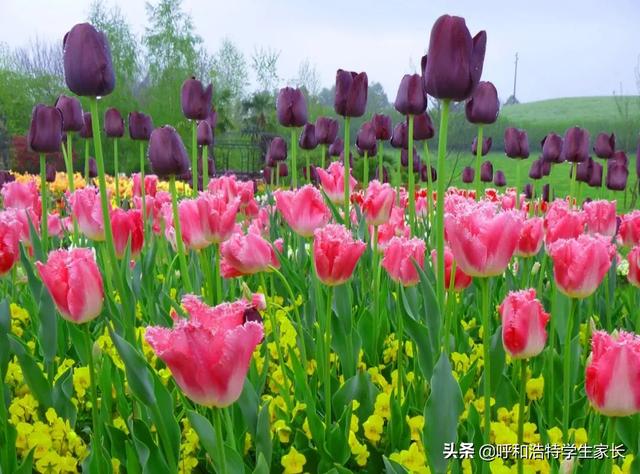 小学生背诵什么内容收益最高<strong></p>
<p>苏爱伦</strong>？