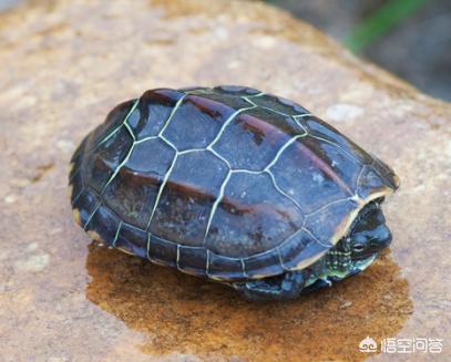 乌龟适合当宠物养吗<strong></p>
<p>象龟健康</strong>？