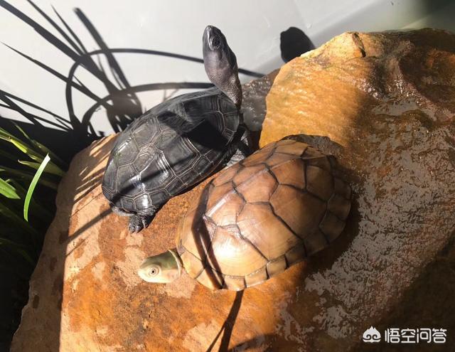 乌龟适合当宠物养吗<strong></p>
<p>象龟健康</strong>？