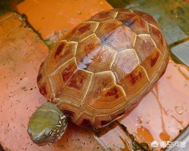 乌龟适合当宠物养吗<strong></p>
<p>象龟健康</strong>？