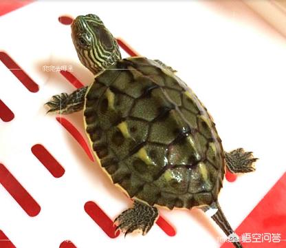 乌龟适合当宠物养吗<strong></p>
<p>象龟健康</strong>？