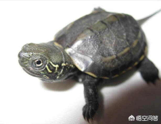 乌龟适合当宠物养吗<strong></p>
<p>象龟健康</strong>？