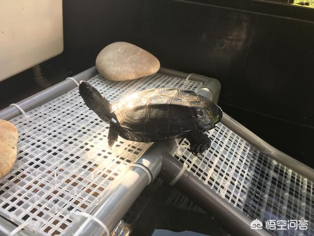 乌龟适合当宠物养吗<strong></p>
<p>象龟健康</strong>？