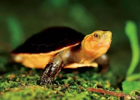 乌龟适合当宠物养吗<strong></p>
<p>象龟健康</strong>？