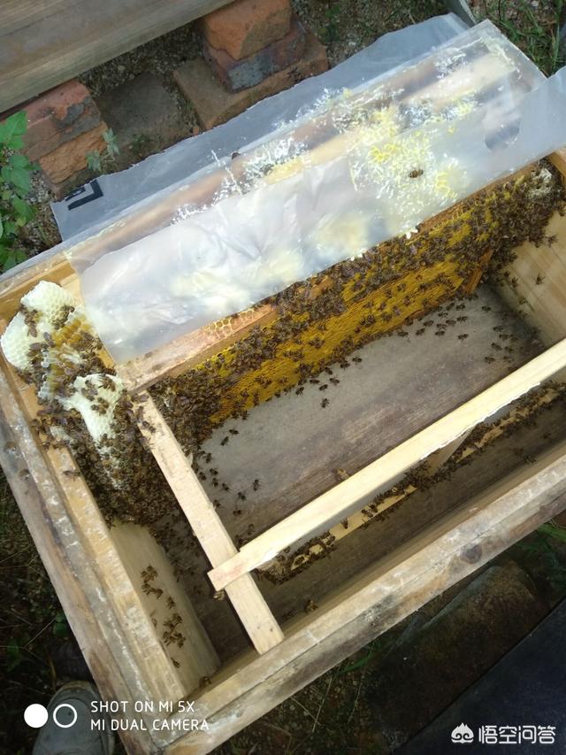 外界温度达到多少时<strong></p>
<p>沧州蜜宝团</strong>，蜜蜂需要保温？