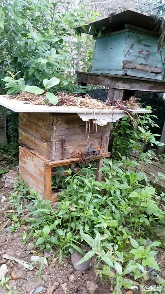 外界温度达到多少时<strong></p>
<p>沧州蜜宝团</strong>,蜜蜂需要保温?