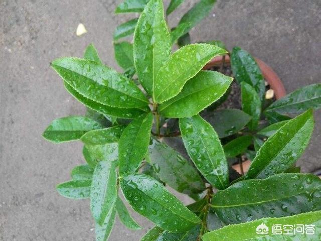 2017年秋天买的流苏嫁接桂花金银同辉<strong></p>
<p>金澎湃</strong>，移室内南阳台现在有点掉刚长出来的新叶，该怎么办？