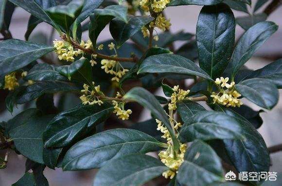 2017年秋天买的流苏嫁接桂花金银同辉<strong></p>
<p>金澎湃</strong>，移室内南阳台现在有点掉刚长出来的新叶，该怎么办？