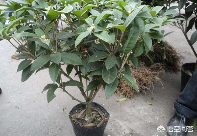 2017年秋天买的流苏嫁接桂花金银同辉<strong></p>
<p>金澎湃</strong>，移室内南阳台现在有点掉刚长出来的新叶，该怎么办？