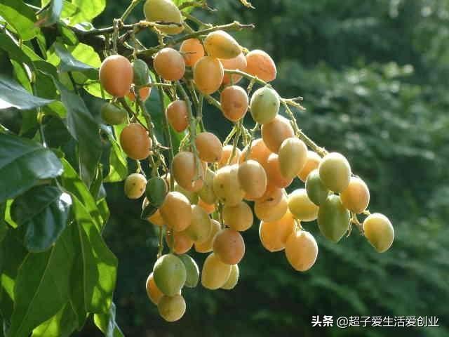 黄皮果树催花喷什么药？