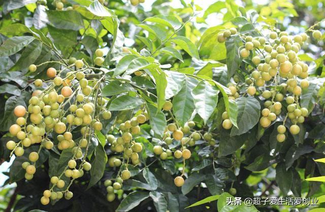 黄皮果树催花喷什么药<strong></p>
<p>广道高新</strong>？