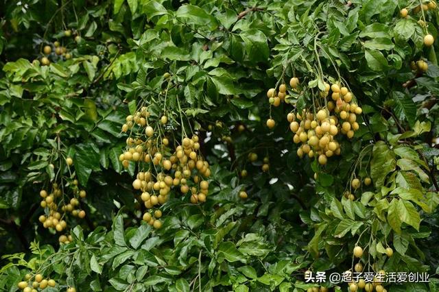 黄皮果树催花喷什么药<strong></p>
<p>广道高新</strong>？