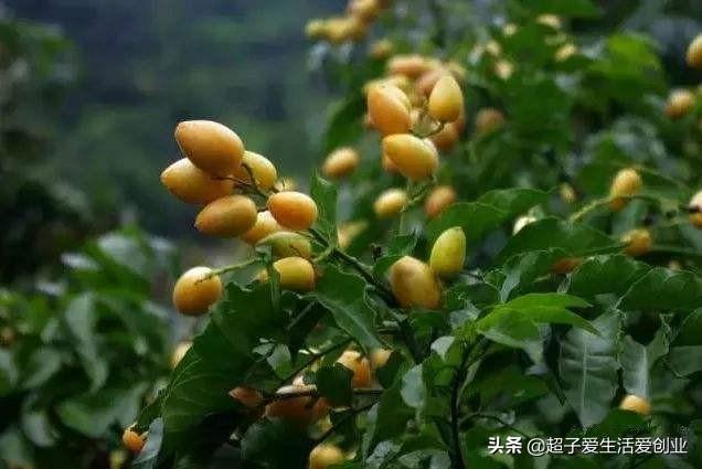 黄皮果树催花喷什么药<strong></p>
<p>广道高新</strong>？