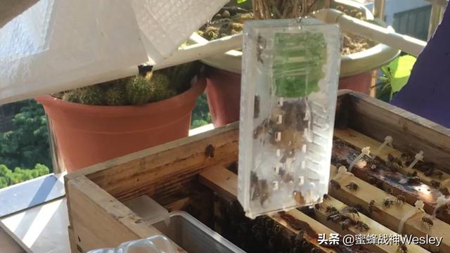 为什么我收到的野蜜很难介入蜂王？