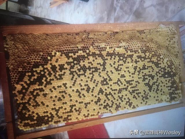 为什么我收到的野蜜很难介入蜂王<strong></p>
<p>沧州蜜宝团</strong>？