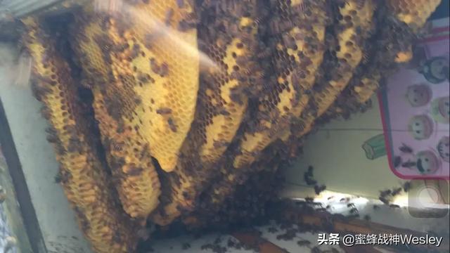 为什么我收到的野蜜很难介入蜂王<strong></p>
<p>沧州蜜宝团</strong>？