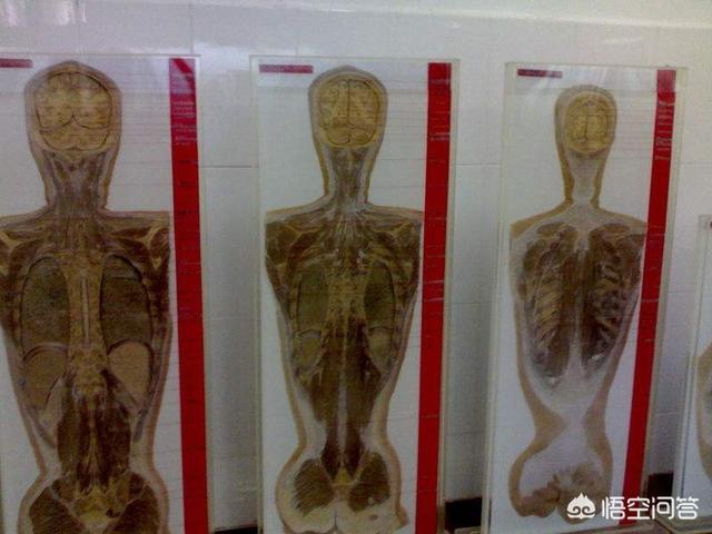 如何看待遗体被切片的“数字人”<strong></p>
<p>哈根斯生物塑化公司</strong>？