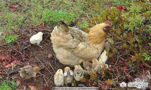 农村自家散养的母鸡孵化小鸡是多少天<strong></p>
<p>玮孚</strong>？孵化小鸭又是多久？鹅蛋呢？