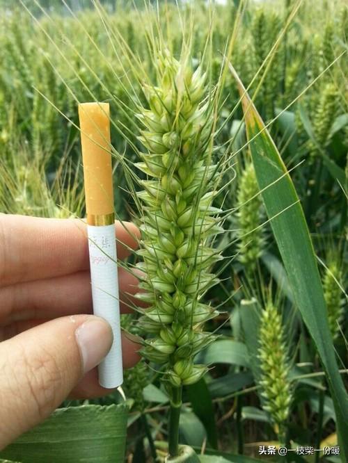 江淮种哪种小麦产量最高？