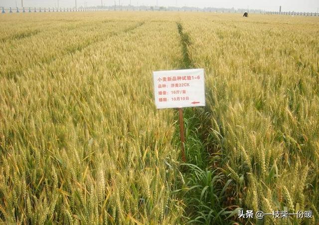 江淮种哪种小麦产量最高<strong></p>
<p>麦尚科技</strong>？