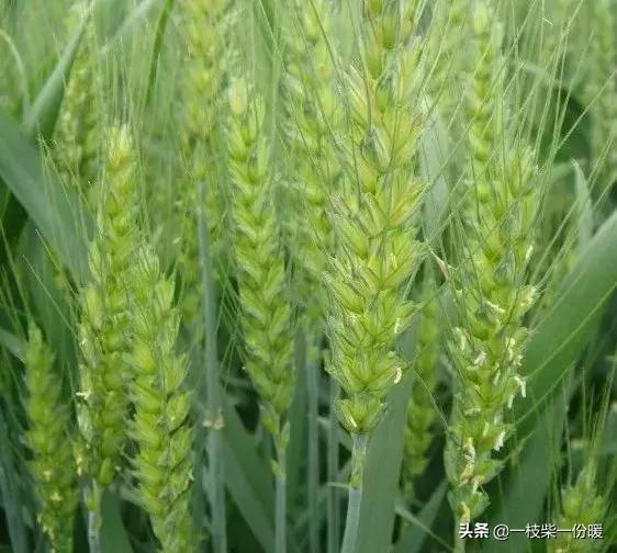 江淮种哪种小麦产量最高<strong></p>
<p>麦尚科技</strong>？