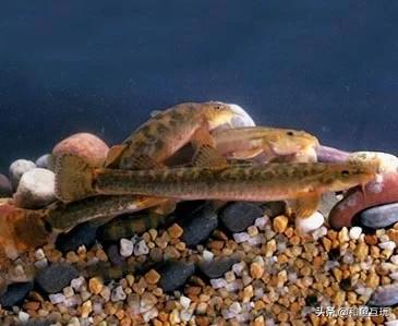 这是什么鱼<strong></p>
<p>爱奇鱼</strong>？