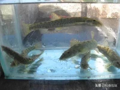 这是什么鱼<strong></p>
<p>爱奇鱼</strong>？