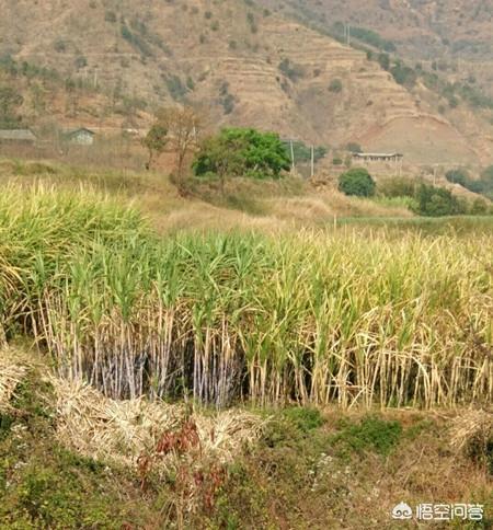 种植的甘蔗如何确定甘蔗可以砍了<strong></p>
<p>朵美</strong>？