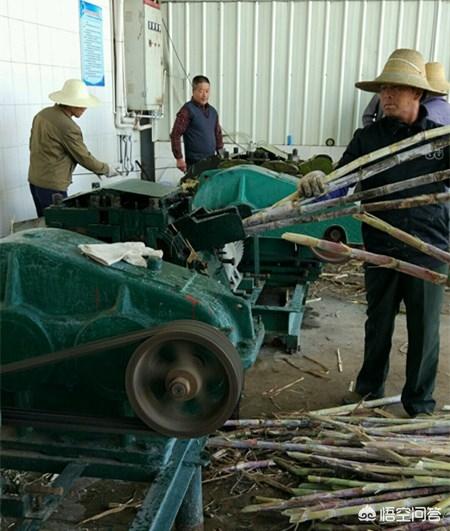 种植的甘蔗如何确定甘蔗可以砍了<strong></p>
<p>朵美</strong>？