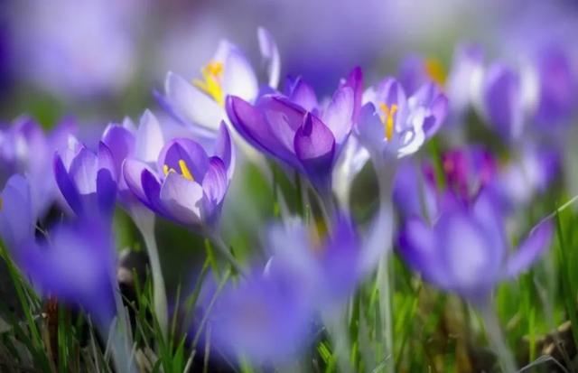 能否分享一些温柔暖心的美好句子<strong></p>
<p>千城度</strong>？