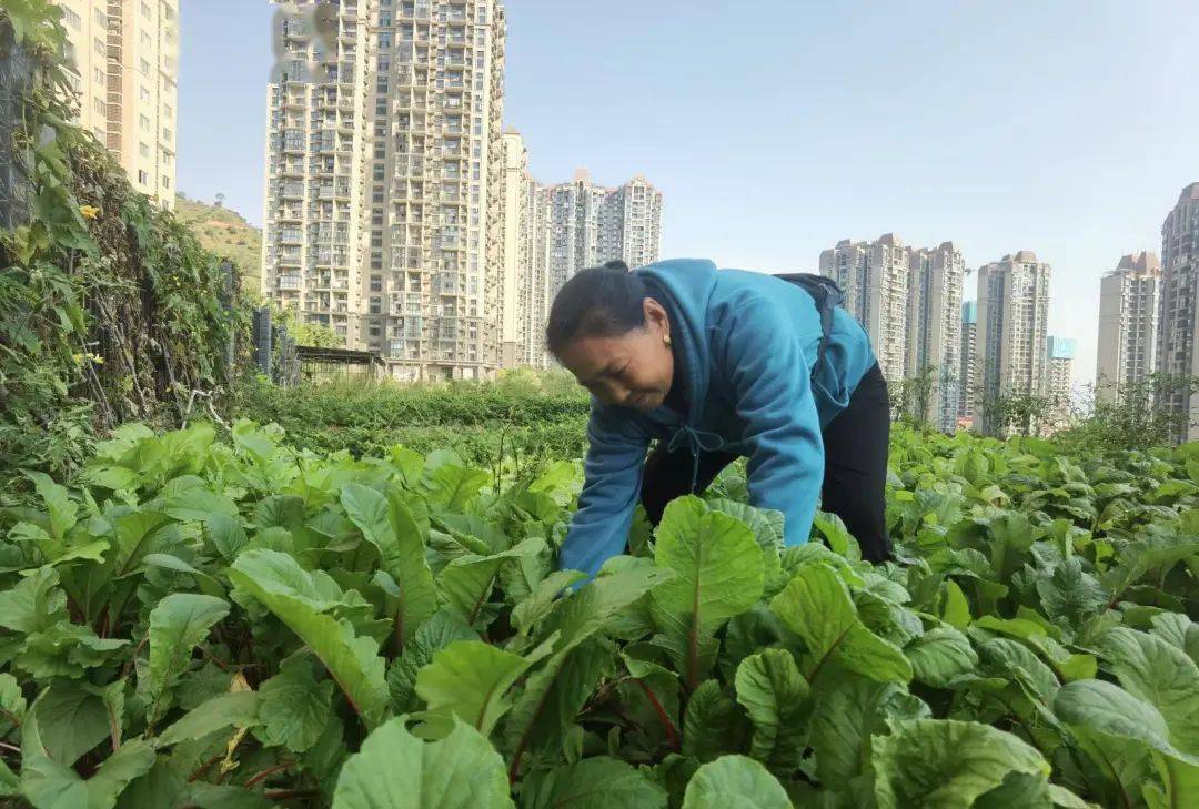 留住“乡愁”！恒德社区“开心农场” 有摊位啦<strong></p>
<p>开心农夫</strong>，“都市农夫”现采鲜卖