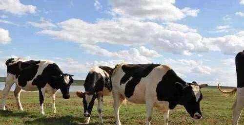 在农村养一头奶牛一年有多少收入呢？